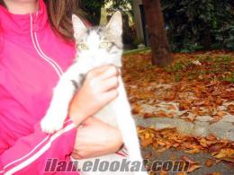 Sevgi Yumağı Kedi Benjamin - Ankara