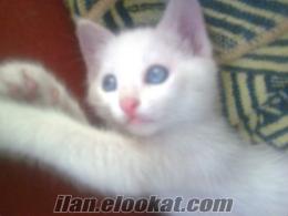 SATILIK 50 YTL'ye ANKARA KEDİSİ, RENGİ BEMBEYAZ OLUP GÖZLERİDE MASMAVİDİR...