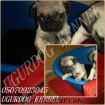 safkan pug mops yavrumuz