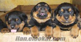 rottweiler yavruları satılık 300 tl