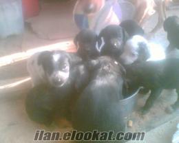 Ankarada sahibinden satılık av köpeği yavruları