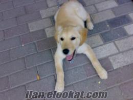 safkan micro çipli golden retriever