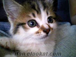 antalyada satılık 4 şirin kedi yavrusu