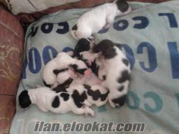 Didimde terrier yavrruları