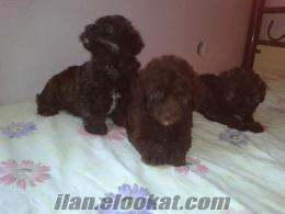 erkek kaniş köpekler anne altından siyah terrier-kaniş yavruları tuvalet eğitimli dişiyavru