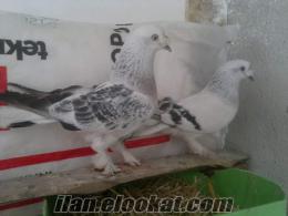 mavi güvercin eskişehir satılık güvercin