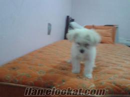 ++Edirne de tea cup maltese terrier yavruları tuvalet eğitimli