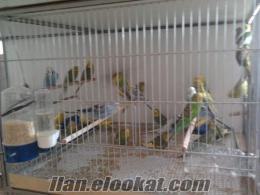 antalyada satılık damızlık muhabbet kuşları
