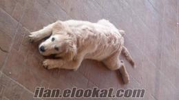 izmit gündoğduda golden retriever kayıp