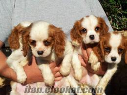 cavalier king charles yavrularımız tuvalet eğitimlidir