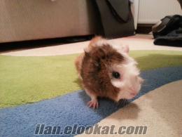 İstanbul içi satılık( veya takas)6 aylık sağlıklı guinea pig