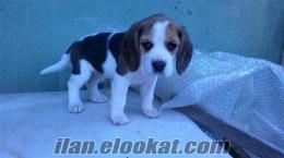 ADANADAN BEAGLE YAVRULAR