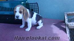 safkan beagle yavru 70 günlük yavru