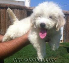 Bucada white terrier