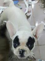 İzmir Bucada french bulldog