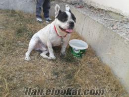 satılık damızlık fransız bulldog