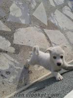 sahibinden satılık golden sibirya kırması yavru köpek