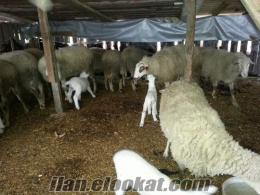satılık kıvırcık koyunlar