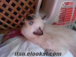 ORJİNAL RAGDOLL KEDİ YAVRULARI VERİLECEKTİR