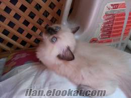 ORJİNAL RAGDOLL KEDİ YAVRULARI VERİLECEKTİR