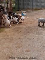 antalyada anne baba avcı av köpeği yavruları satılık
