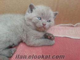 British Shorthair ve Scottish Fold---Ankara'da anne altından nadir bulunan renk