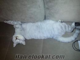 British shorthair (whiskas) kızımıza çiftleştirilmek üzere erkek shorthair