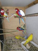 Bayraklıda satılık papağanlar