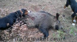 çanakkale bayramiçten satılık erkek domuzcu av köpegi