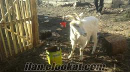 satılık koyun bolu boluda sahibinden satılık 2 adet sanen gebe keçi ve hakiki golden köpek.