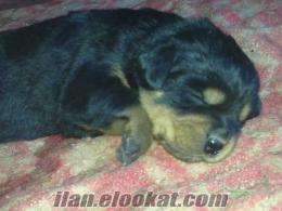 Alsancak safkan rottweiler