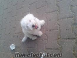 maltese terrier erkek 4 aylık