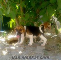 SATILIK BEAGLE YAVRULARI (ANKARA )