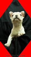 FRANSIZ BULLDOG YAVRULAR DOG HEAVEN GÜVENCESİYLE