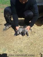 diyarbakırda satılık erkek kangal yavru köpek
