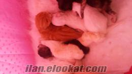 yeni doğan iran kedi bebekler