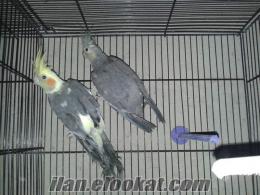 denizlide sahibinden satılık eşli sultan papağan çifti