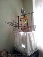 kafesiyle beraber satılık afrika gri papağanı jako