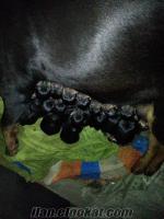 Bartın Gürgenpınarda rottweiler bebekleri