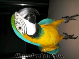satılık ara macaw