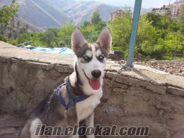 Elazığ Keban satılık husky