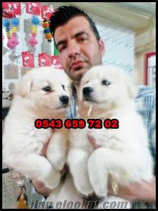 samsun terrier satılık samoyed yavruları