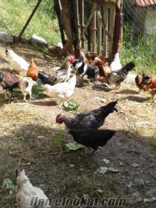 satılık ligorin ve köy ırkı yumurta tavukları