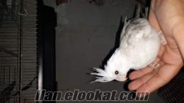satılık papağan balığı istanbul whiteface sultan yavruları