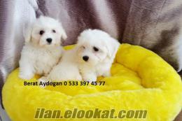 AFACAN ÖZEL ÜRETİM TEACUP MALTESE TERRİER