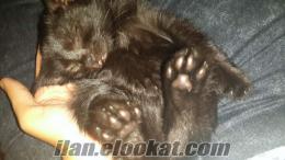 Siyah Bombay yavru kedi