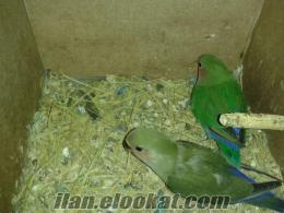 izmir papağan satılık üreticiden sevda papağanı yavruları