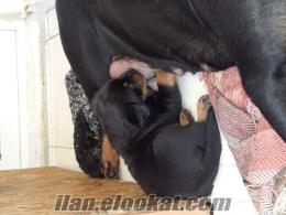 izmirden nur topu gibi 1 aylik erkek rottweiler