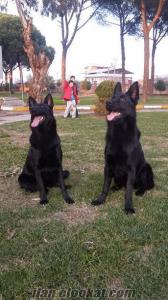 nazilli köpek Siyah Alman Kurdu Yavruları