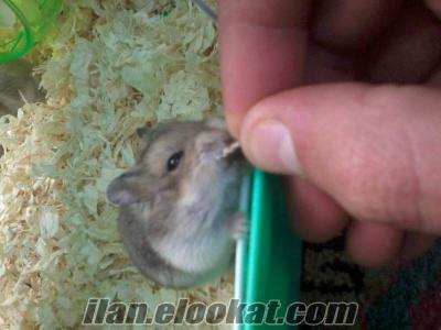 İzmir içi ücretsiz üç adet gonzales hamster